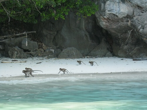 monkey island thailand