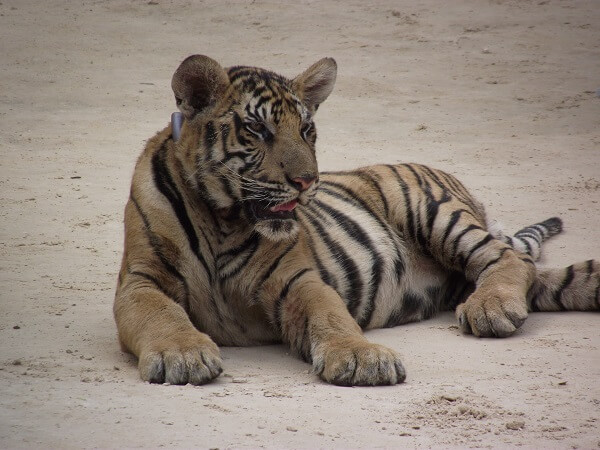 Tiger Temple in Kanchanaburi | Things to do in Kanchanaburi Thailand